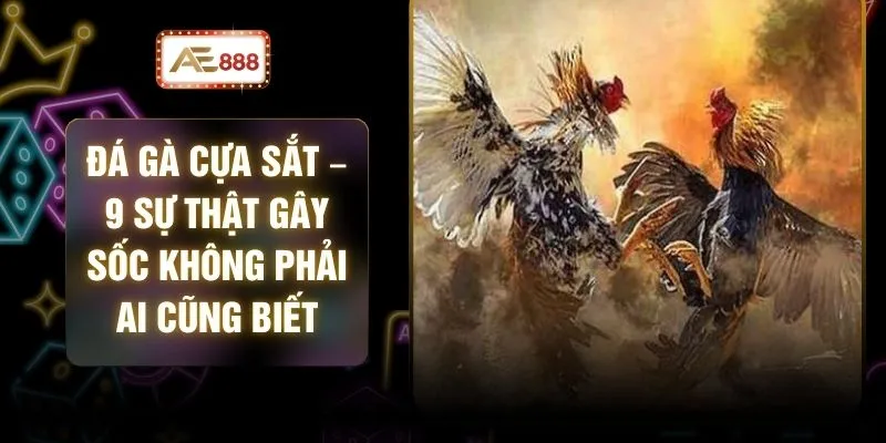 Đá Gà Cựa Sắt – 9 Sự Thật Gây Sốc Không Phải Ai Cũng Biết