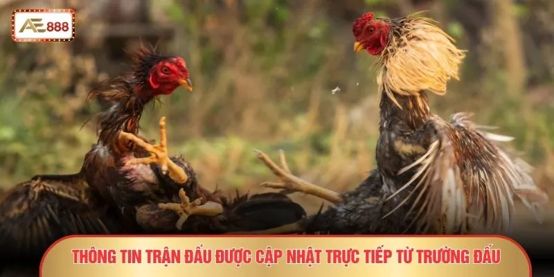 Thông tin trận đấu được cập nhật trực tiếp từ trường đấu