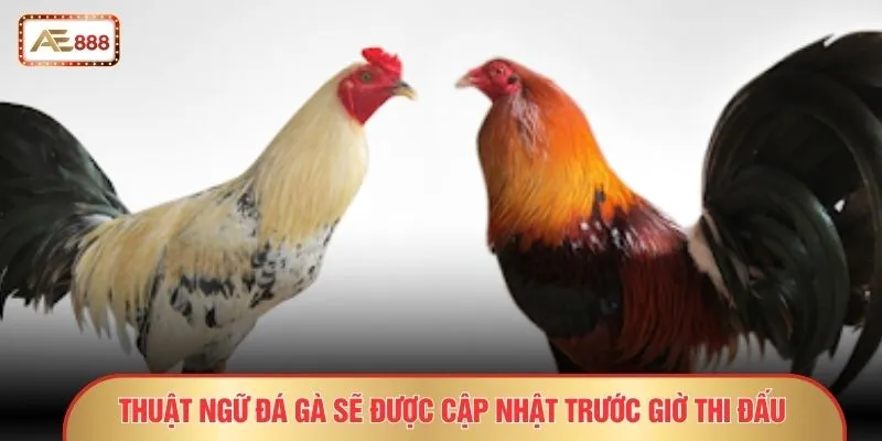 Thuật ngữ đá gà sẽ được cập nhật trước giờ thi đấu 